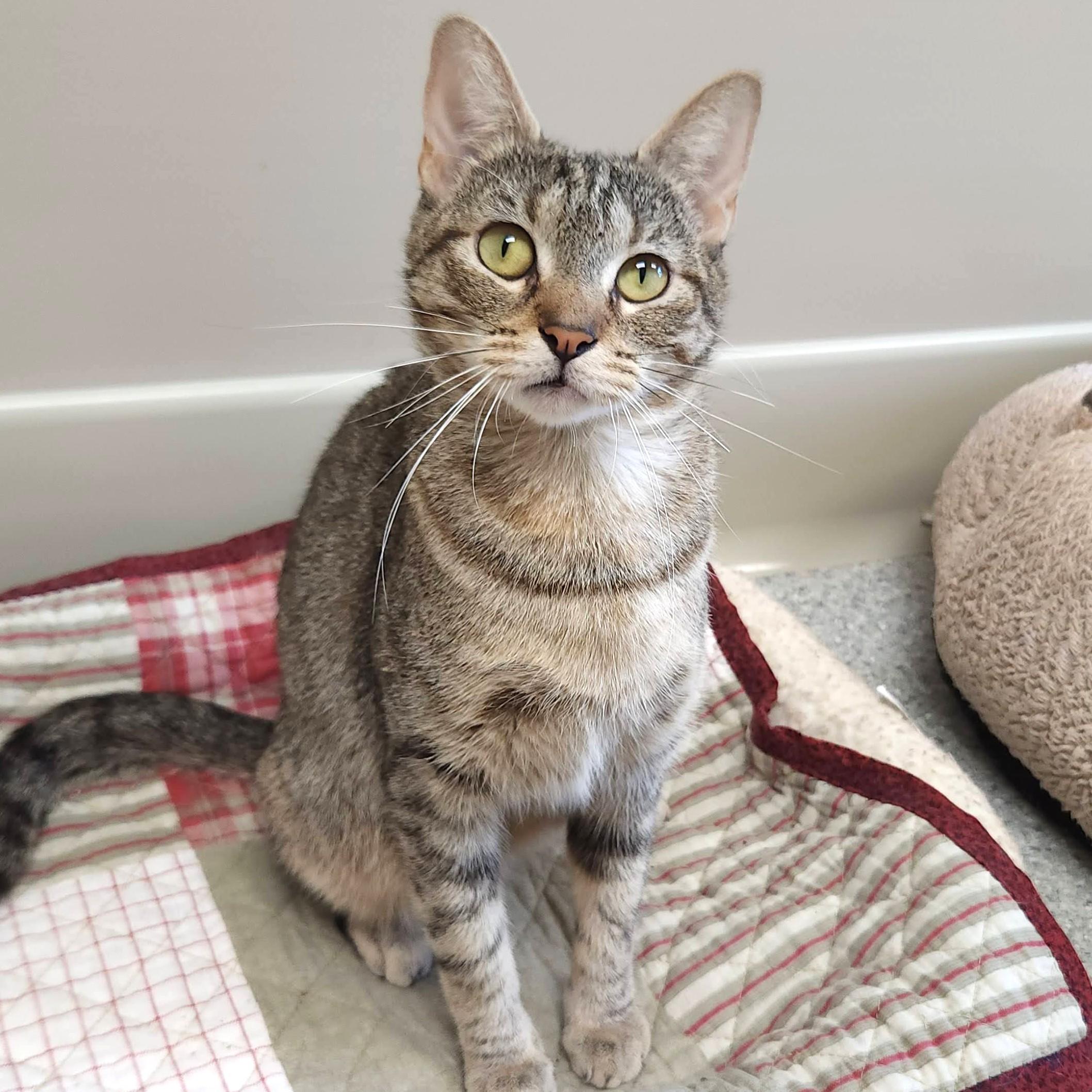 Merrydown, a ADOPTABLE Torbie in Marshfield, WI image 3/6