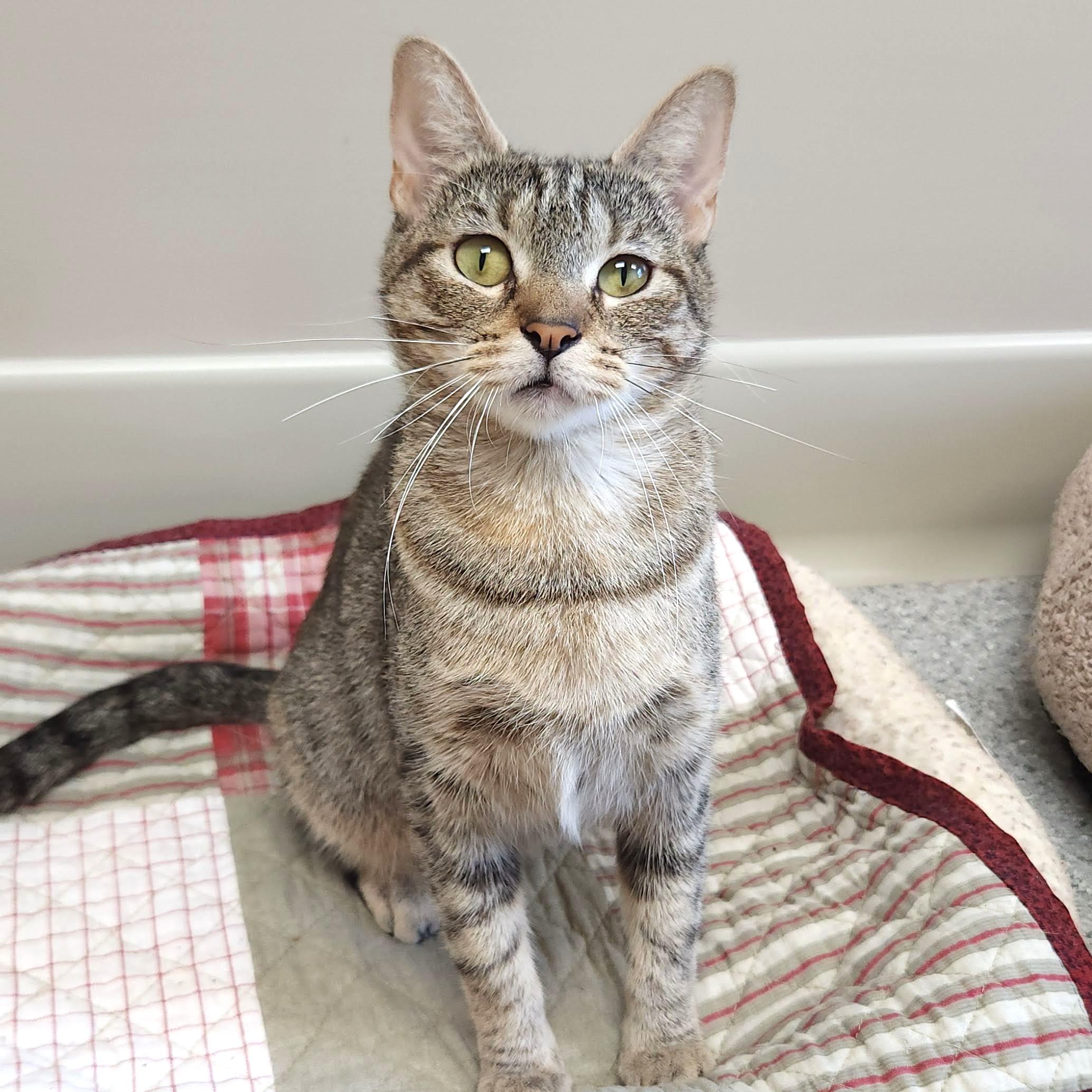 Merrydown, ADOPTABLE, Young Female Torbie.
