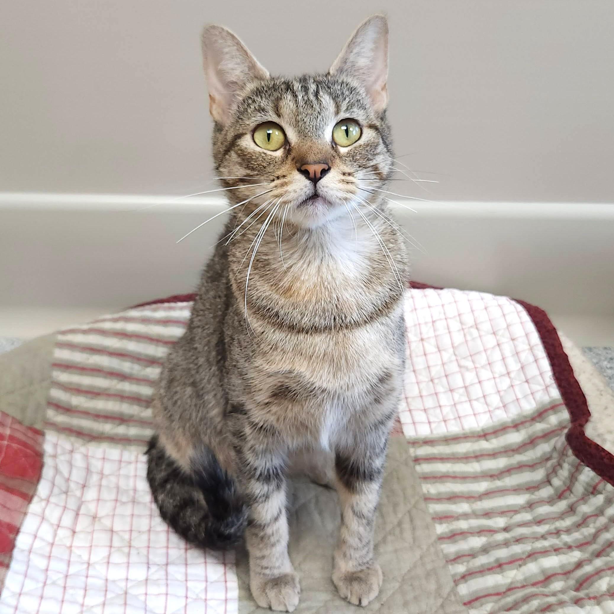 Merrydown, a ADOPTABLE Torbie in Marshfield, WI image 4/6