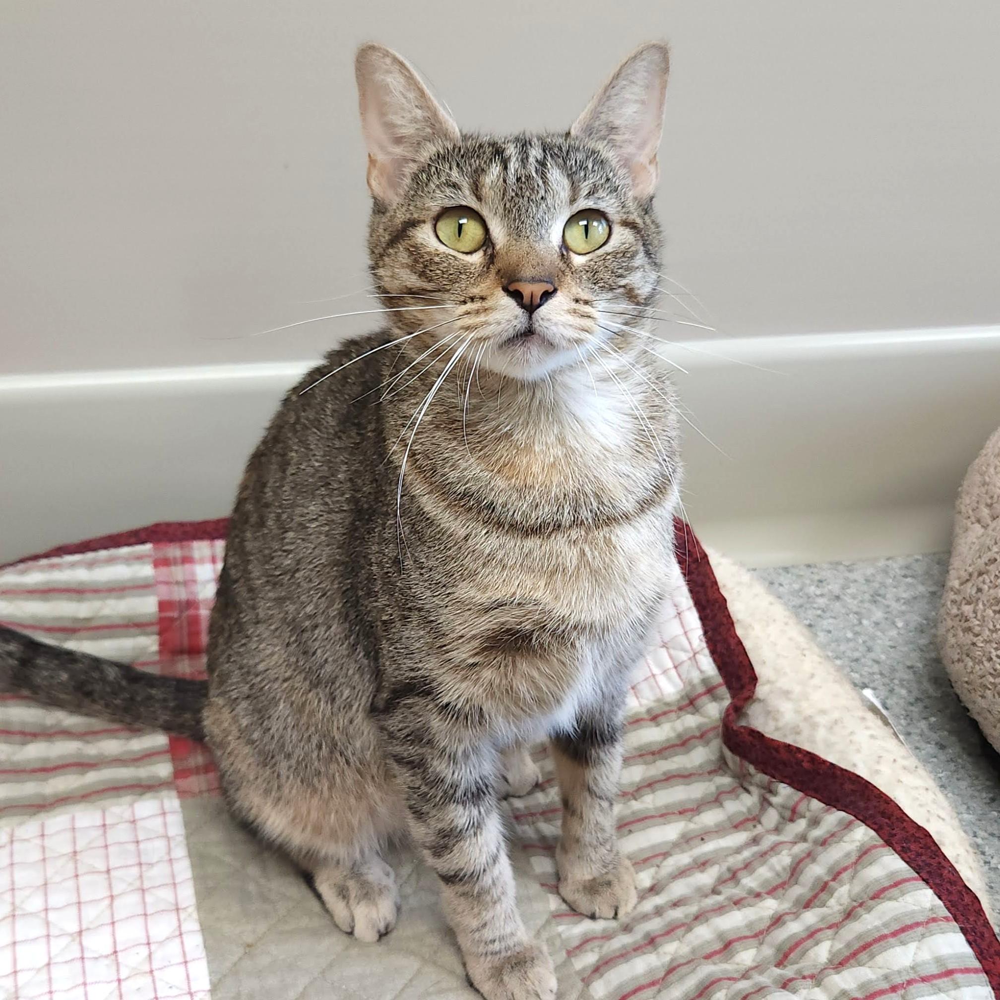 Merrydown, a ADOPTABLE Torbie in Marshfield, WI image 5/6