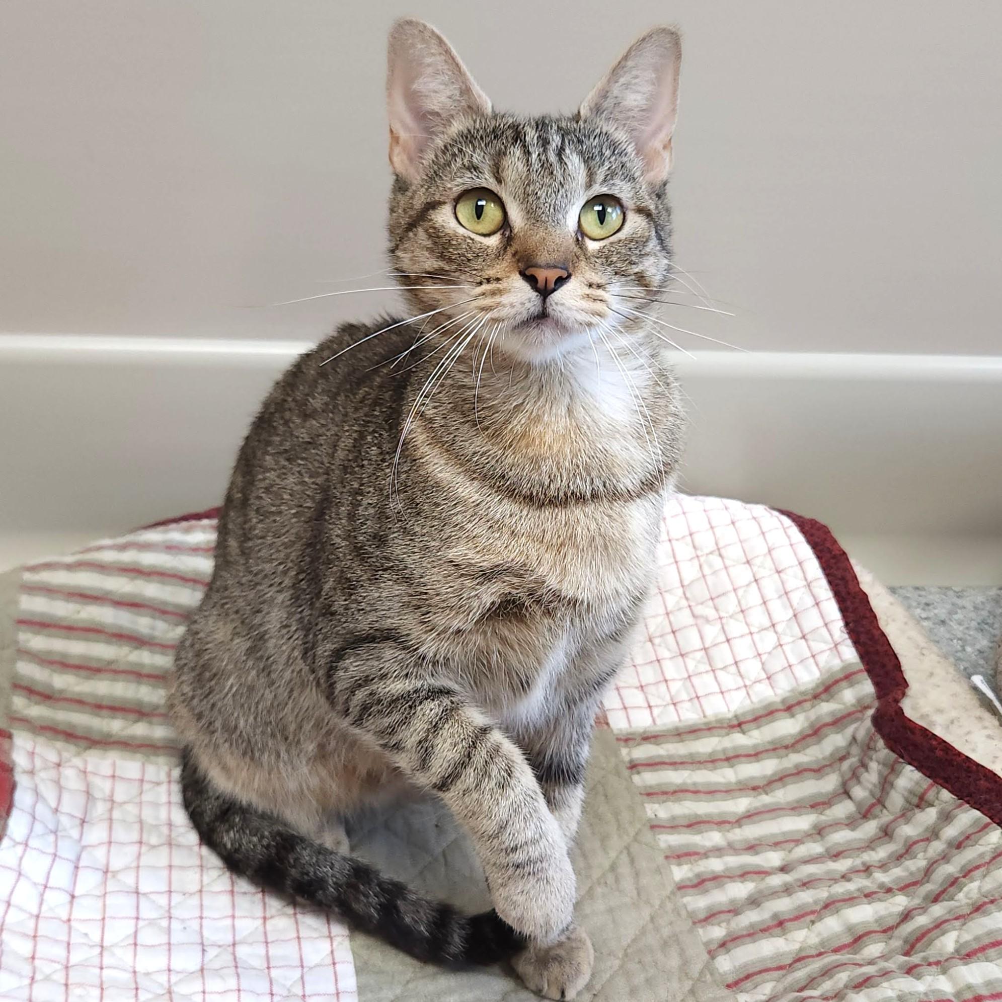 Merrydown, a ADOPTABLE Torbie in Marshfield, WI image 2/6