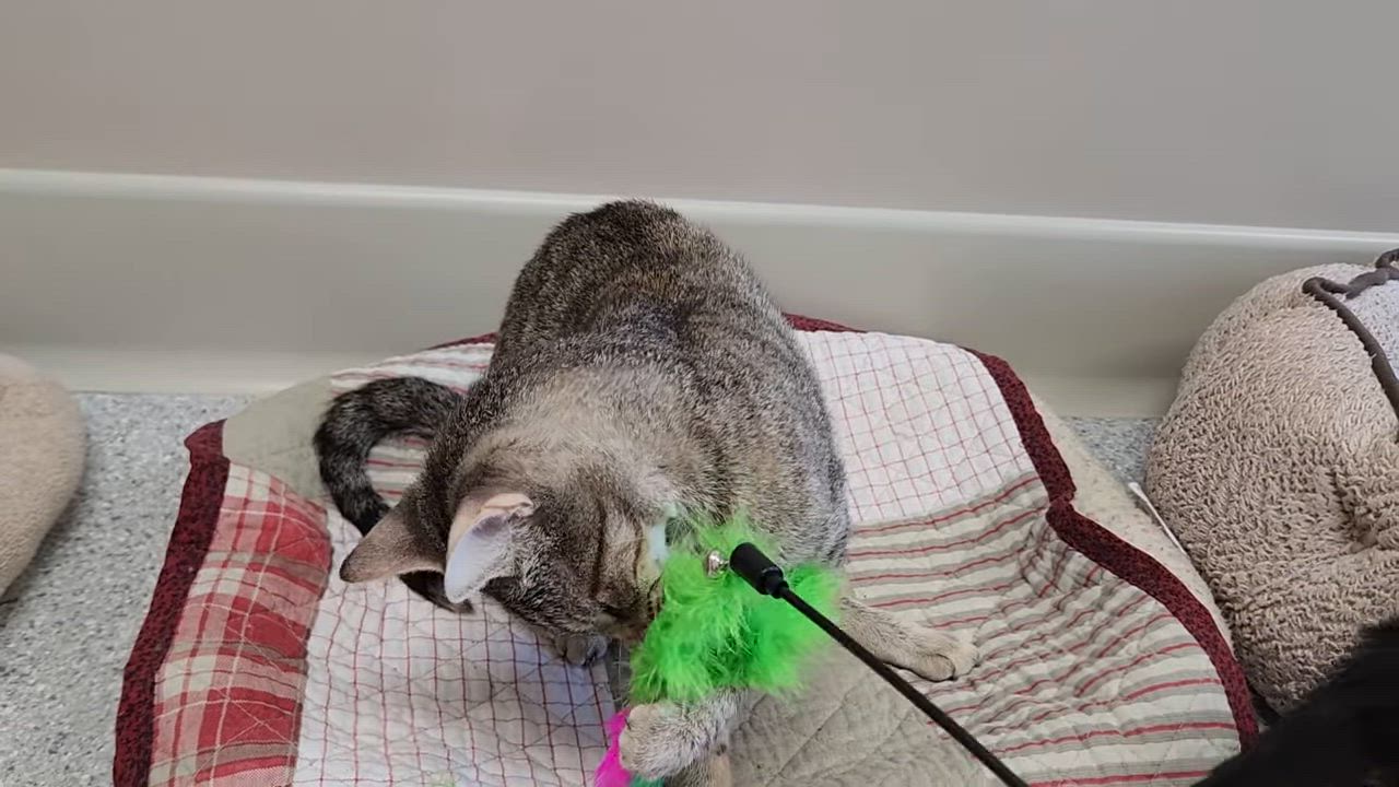 Enlarge Merrydown, a ADOPTABLE Torbie in Marshfield, WI video 6/6