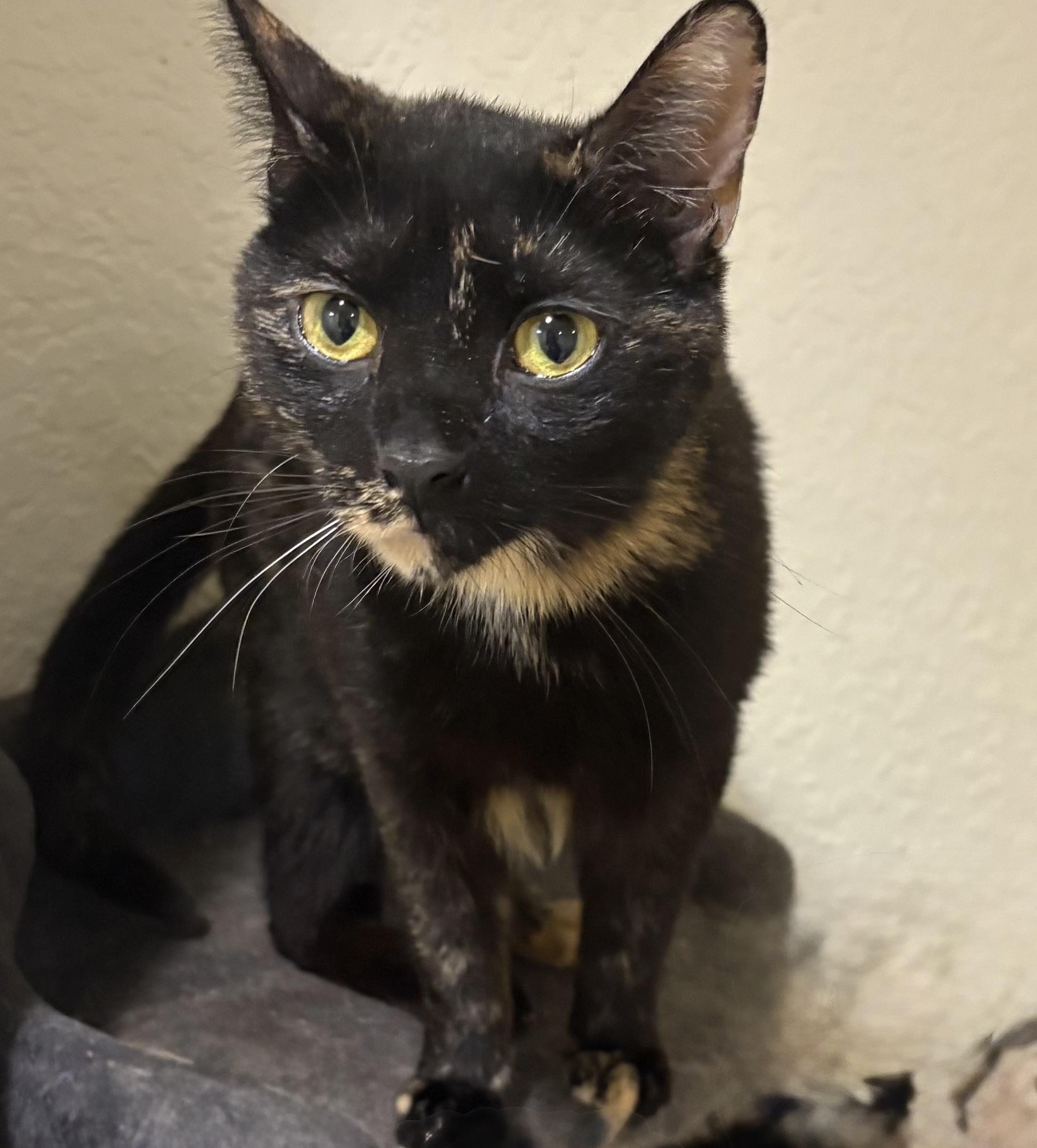 Enlarge Firecracker , a Adoptable mixed breed in Palm City, FL image 1/2