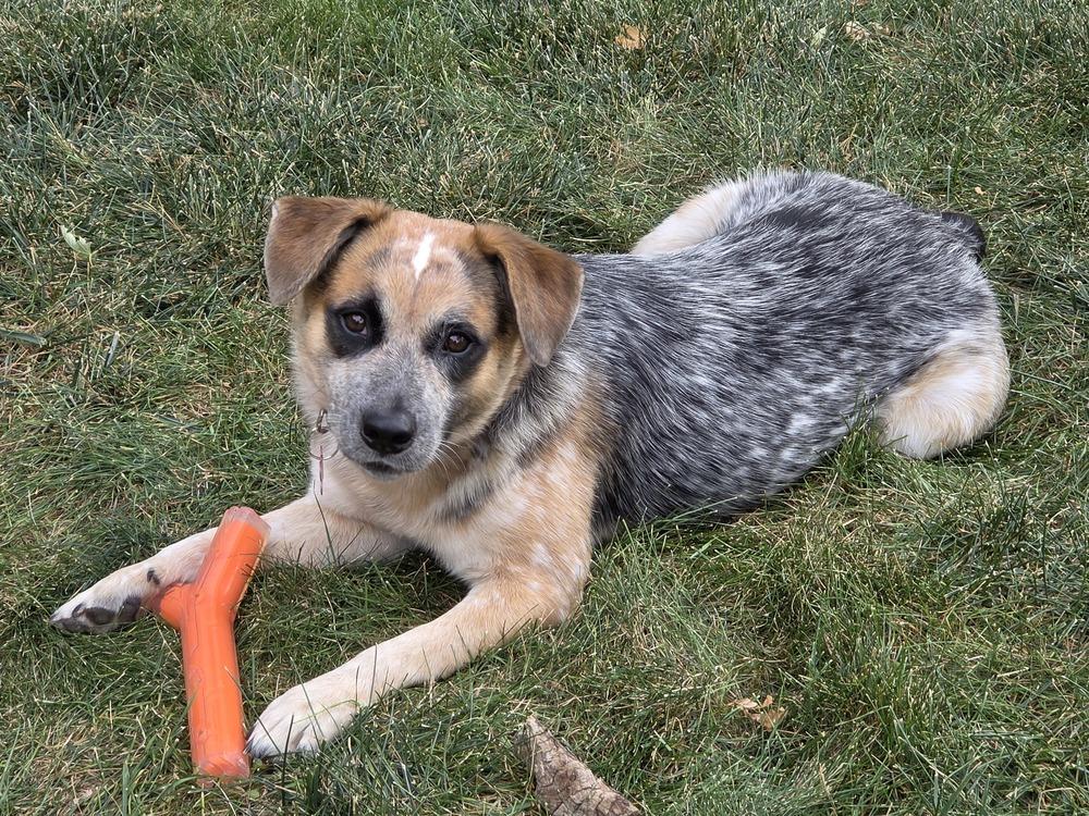 DINGO, Adoptable, Adult Male Australian Cattle Dog / Blue Heeler.