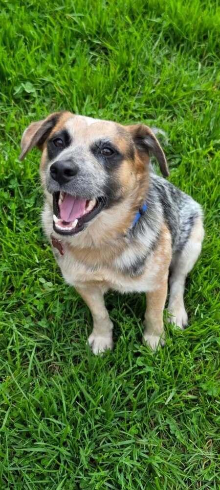 Enlarge DINGO, a Adoptable Australian Cattle Dog / Blue Heeler in Thornton, CO image 2/2