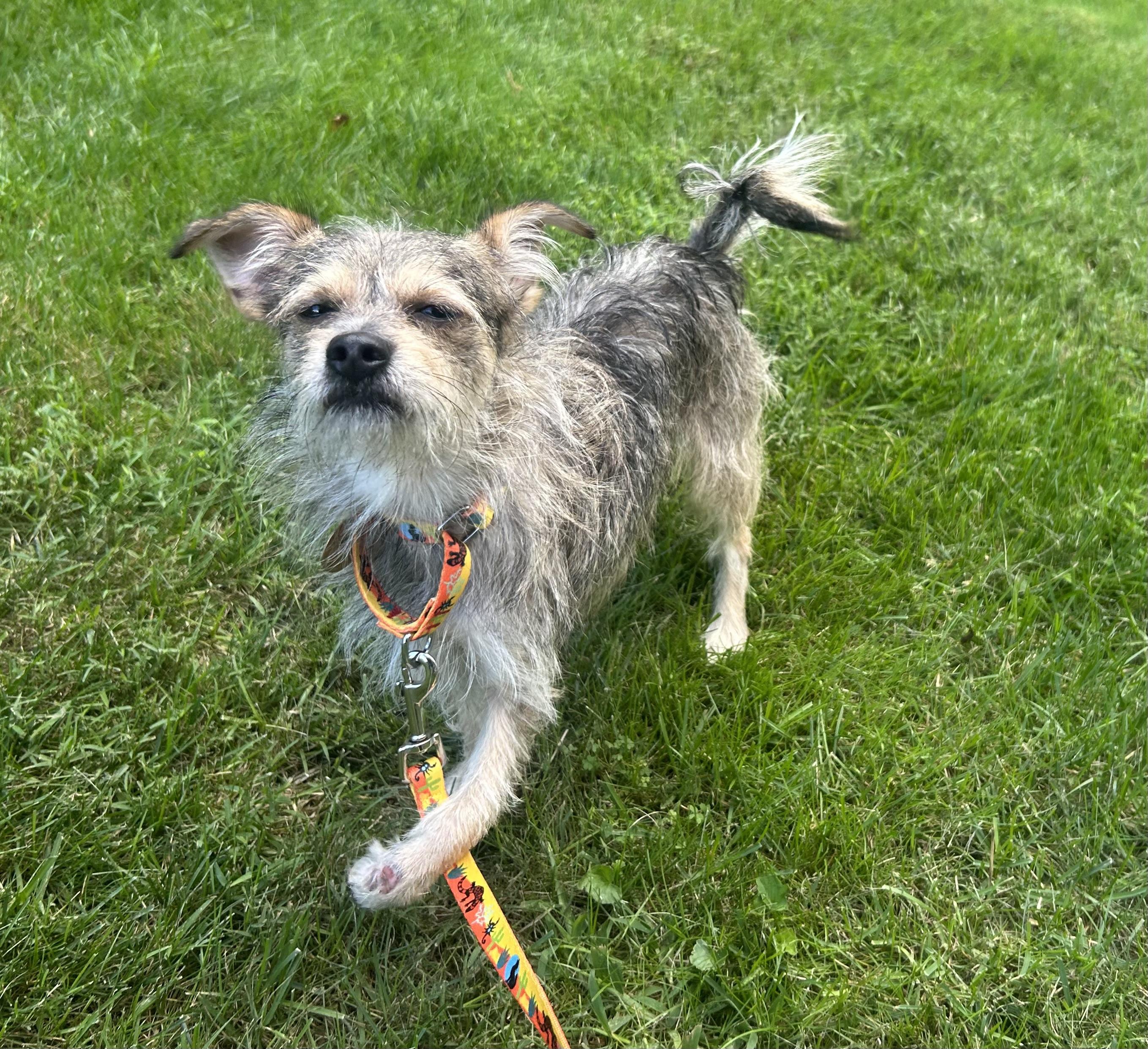 Enlarge Leopold- TRIPOD, a Adopted mixed breed in Oak Ridge, NJ image 2/4
