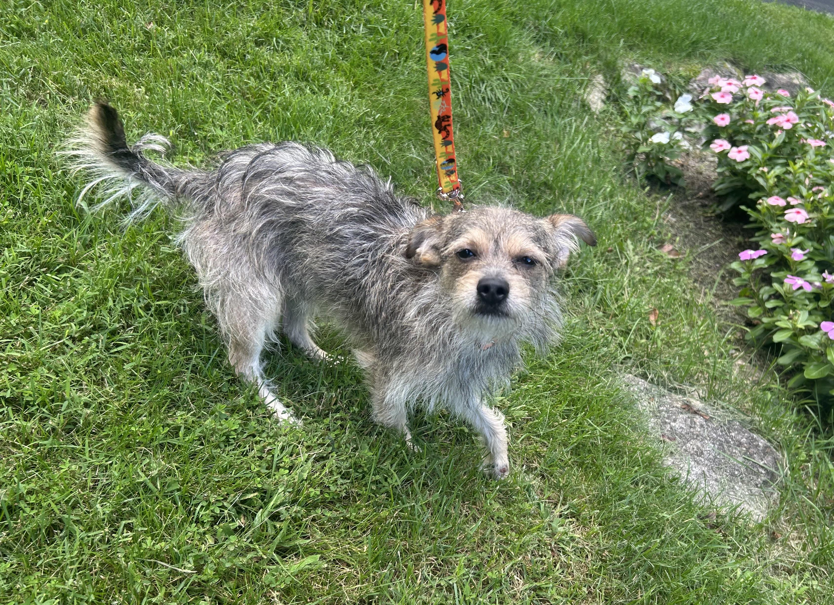 Enlarge Leopold- TRIPOD, a Adopted mixed breed in Oak Ridge, NJ image 4/4