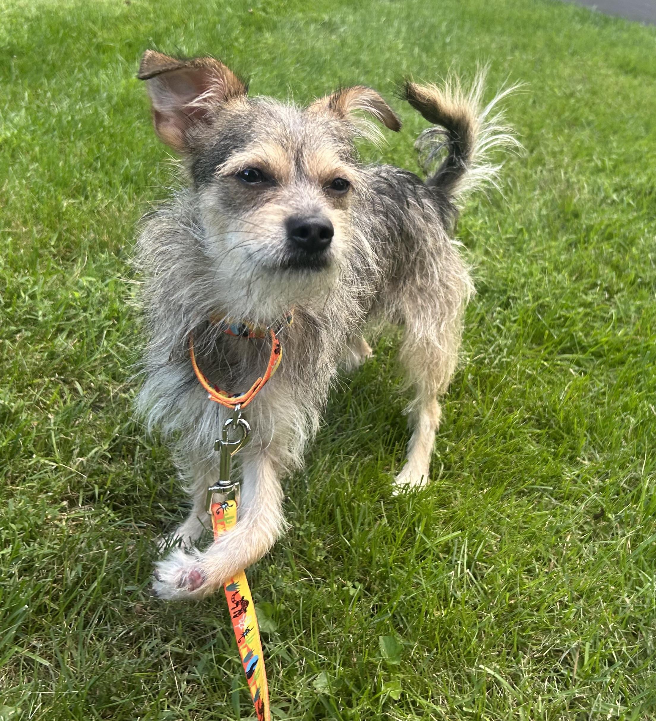 Leopold- TRIPOD, Adopted, Young Male Chihuahua & Miniature Schnauzer.