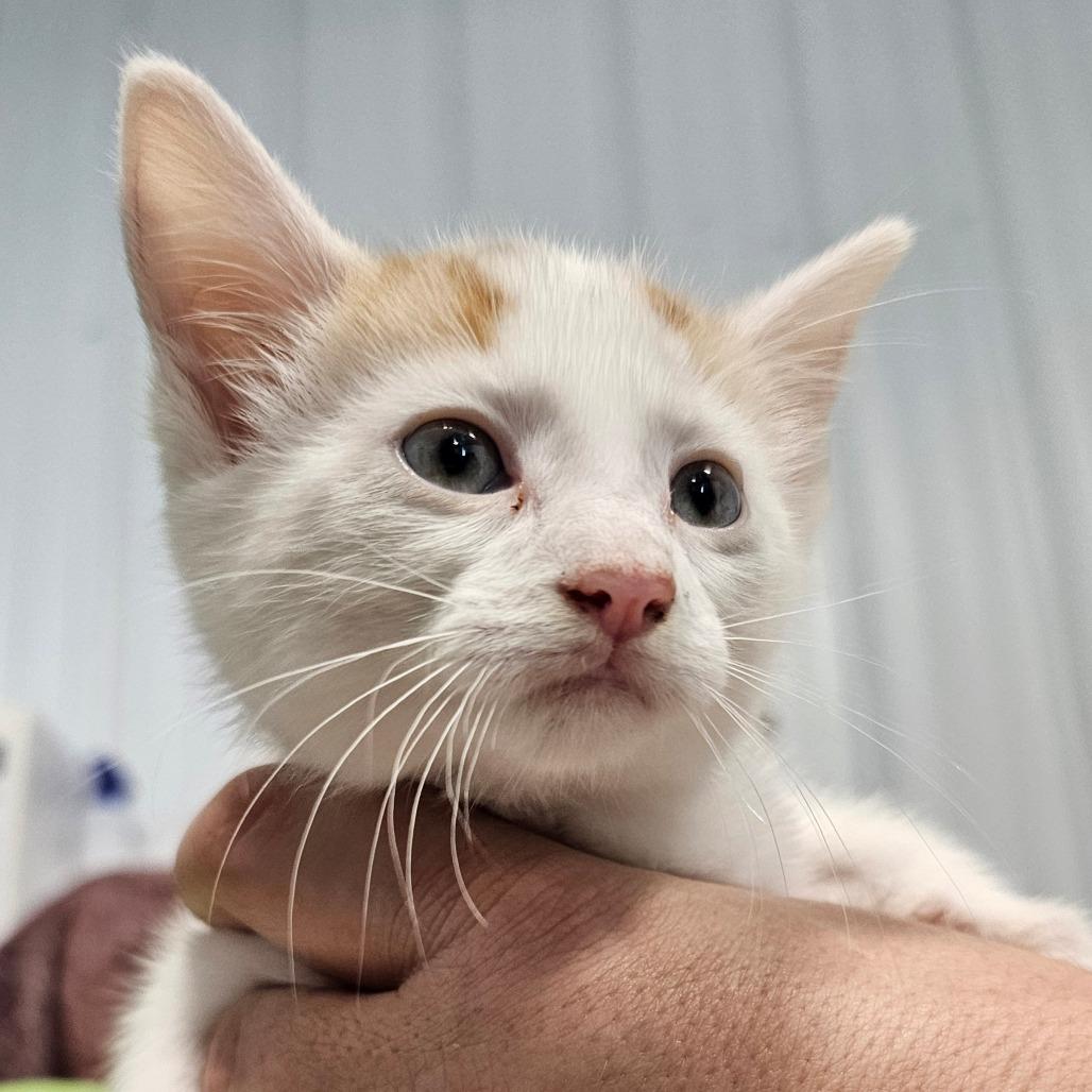 Enlarge Diamond, a Adoptable Domestic Short Hair in Corydon, IN image 1/1