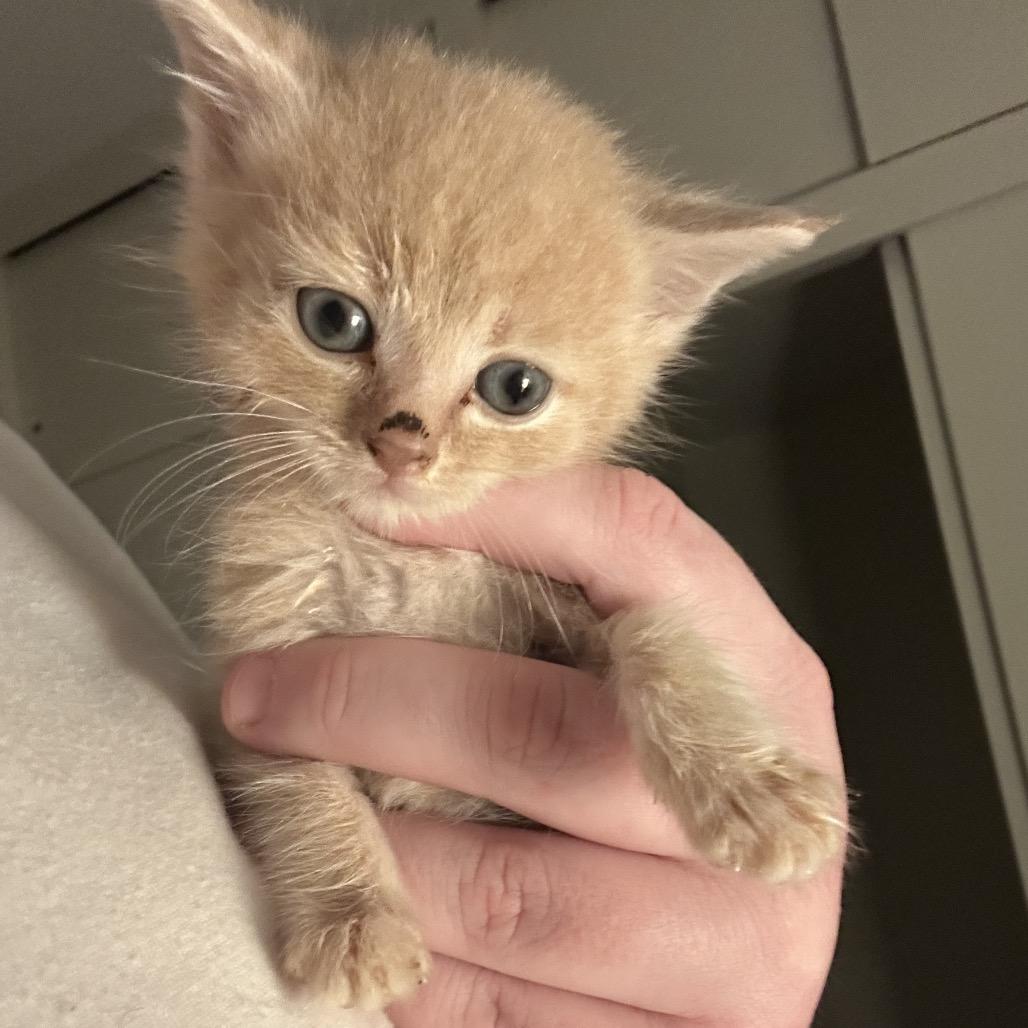 Corn Cob, Adoptable, Kitten Male Domestic Short Hair.