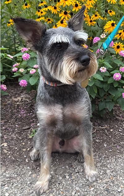 Rue, ADOPTABLE, Adult Male Miniature Schnauzer.