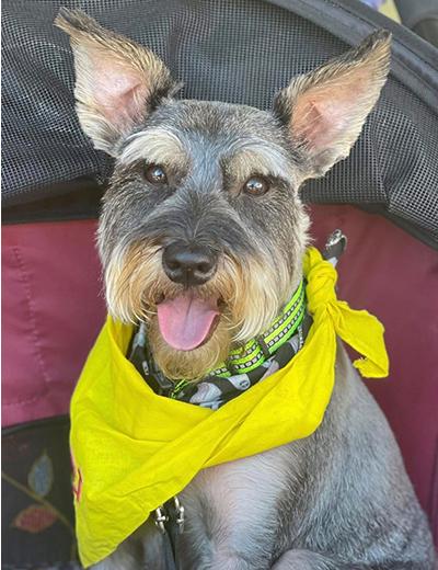 Enlarge Rue, a ADOPTABLE Miniature Schnauzer in Miamisburg, OH image 3/4