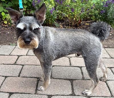 Enlarge Rue, a ADOPTABLE Miniature Schnauzer in Miamisburg, OH image 2/4
