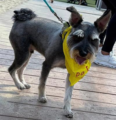 Enlarge Rue, a ADOPTABLE Miniature Schnauzer in Miamisburg, OH image 4/4