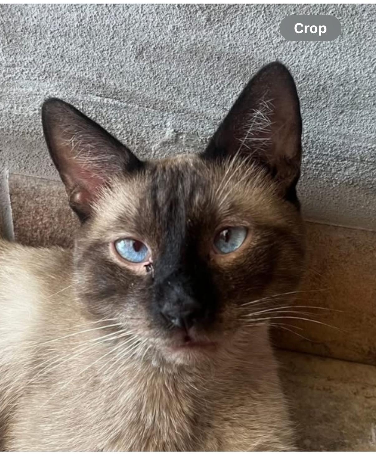 Señior Gato