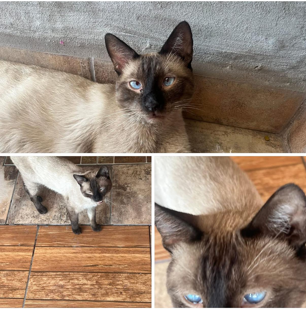 Señior Gato