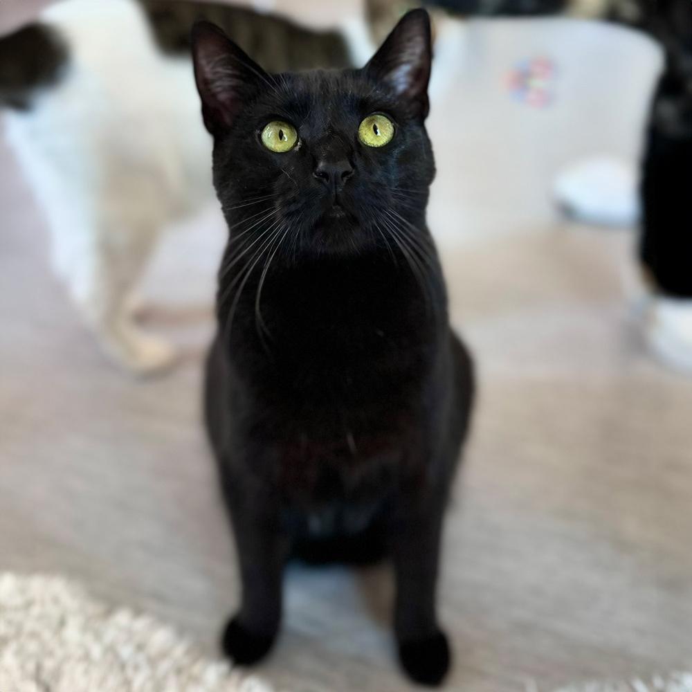 Tom Delonge, Adoptable, Adult Male Domestic Short Hair.