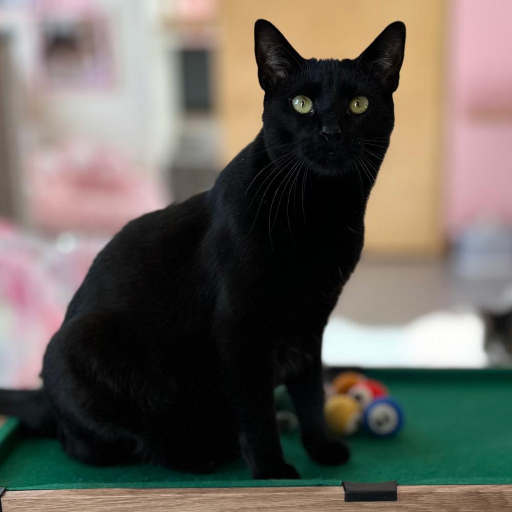 Tom Delonge, a Adoptable Domestic Short Hair in Port Washington, NY image 2/2