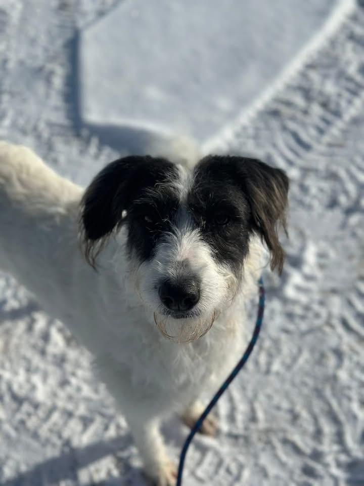 Enlarge Lainey, a ADOPTABLE mixed breed in St. Albans, VT image 4/4