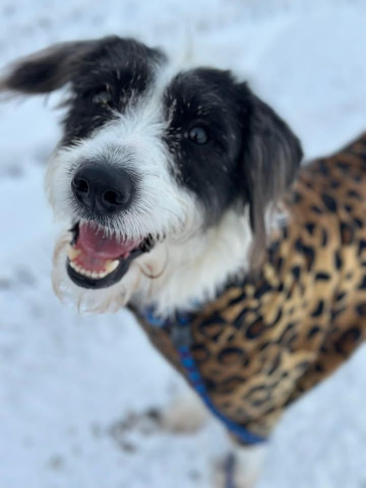 Enlarge Lainey, a ADOPTABLE mixed breed in St. Albans, VT image 3/4