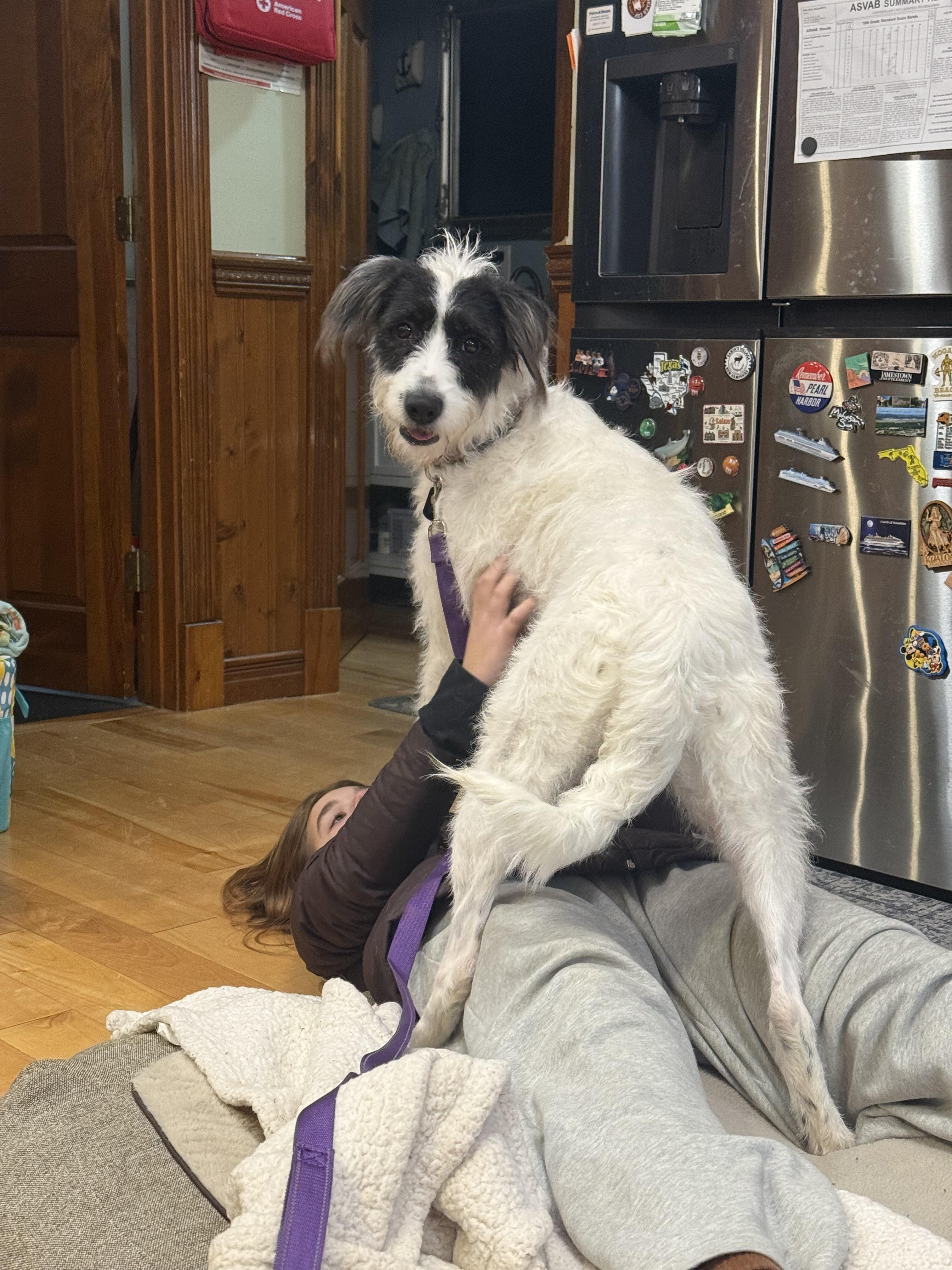 Enlarge Lainey, a ADOPTABLE mixed breed in St. Albans, VT image 2/4