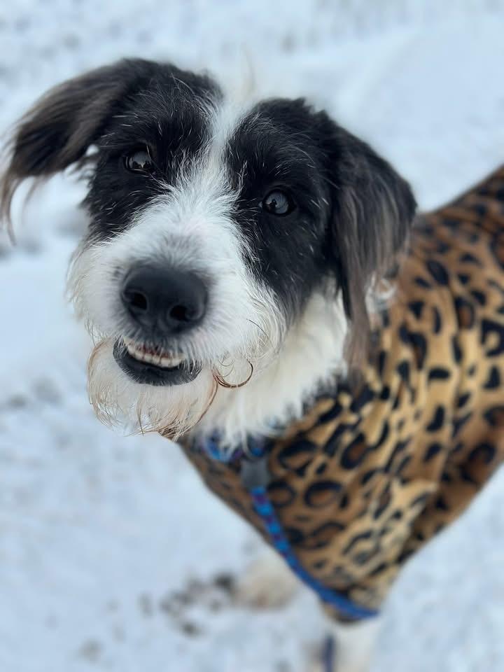 Lainey, ADOPTABLE, Young Female Mixed Breed.