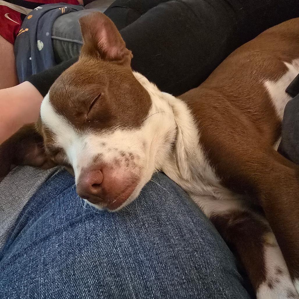 Bo, Adoptable, Young Male Mixed Breed.