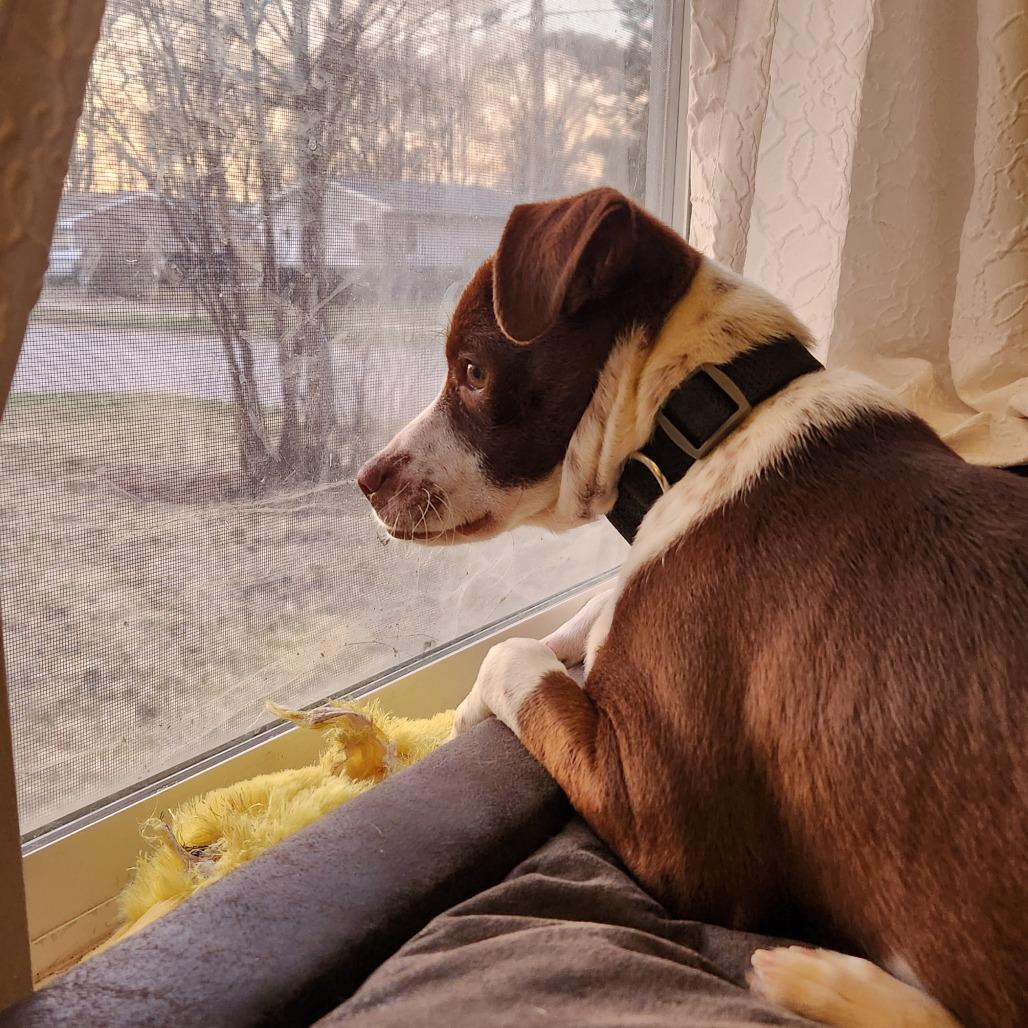 Enlarge Bo, a Adoptable Mixed Breed in Boone, IA image 2/6