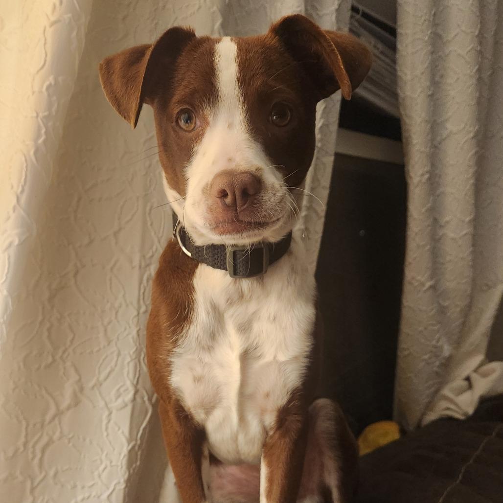 Enlarge Bo, a Adoptable Mixed Breed in Boone, IA image 3/6