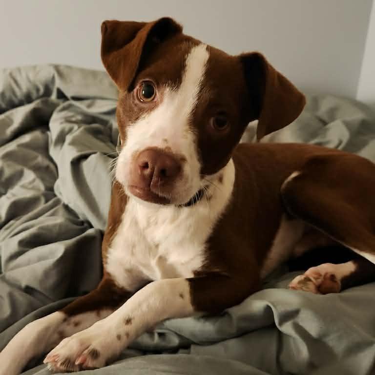 Enlarge Bo, a Adoptable Mixed Breed in Boone, IA image 1/1