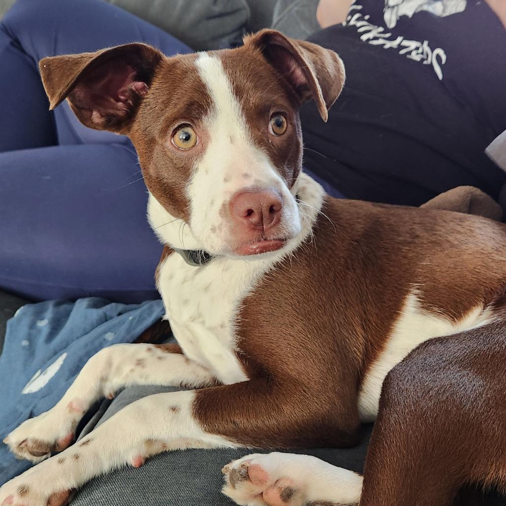 Enlarge Bo, a Adoptable Mixed Breed in Boone, IA image 6/6