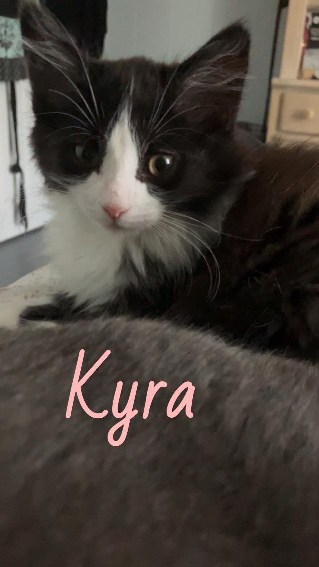 Kyra, Baby Female Domestic Medium Hair