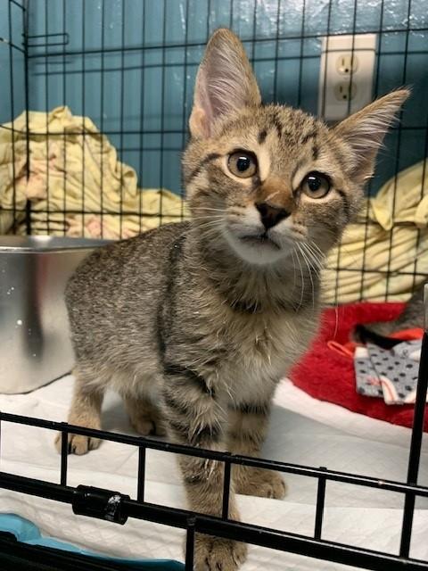 Enlarge Salt, a Adoptable Tabby in Lafayette, LA image 5/6