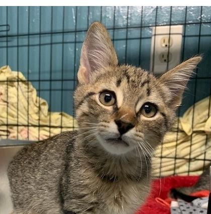 Salt, Adoptable, Kitten Male Tabby.
