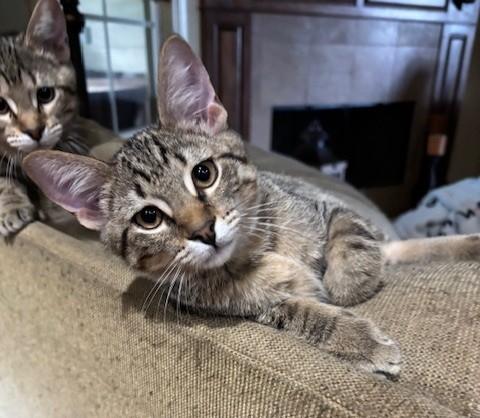 Enlarge Salt, a Adoptable Tabby in Lafayette, LA image 2/6