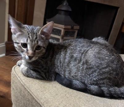 Enlarge Salt, a Adoptable Tabby in Lafayette, LA image 4/6