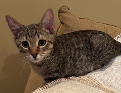 Enlarge Salt, a Adoptable Tabby in Lafayette, LA image 3/6
