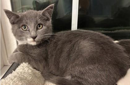 Enlarge Aston Stanton - must adopt with Porsche, a Adoptable Domestic Short Hair in Hudson, MA image 1/2