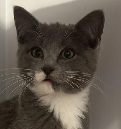 Aston Stanton - must adopt with Porsche, Adoptable, Kitten Male Domestic Short Hair & Domestic Short Hair.