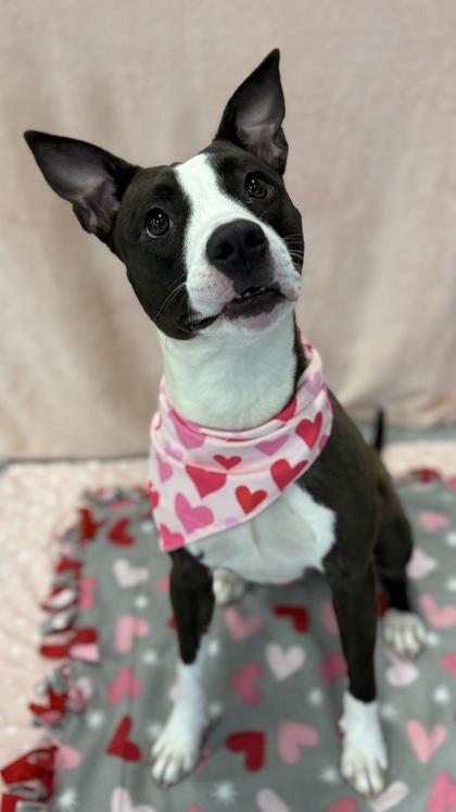 Screech, a Adoptable mixed breed in Valley View, OH image 1/3