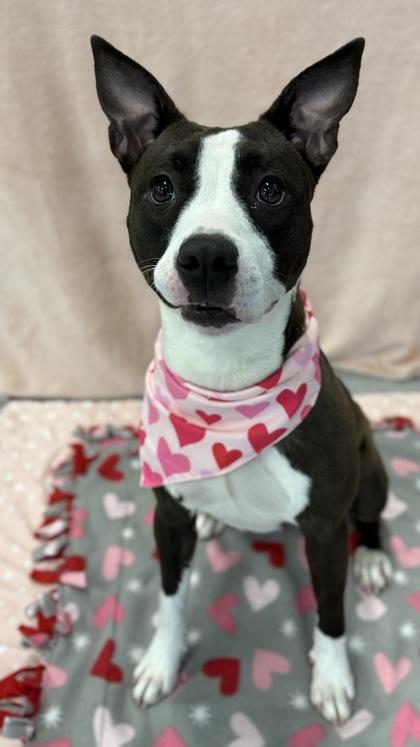 Screech, a Adoptable mixed breed in Valley View, OH image 2/3