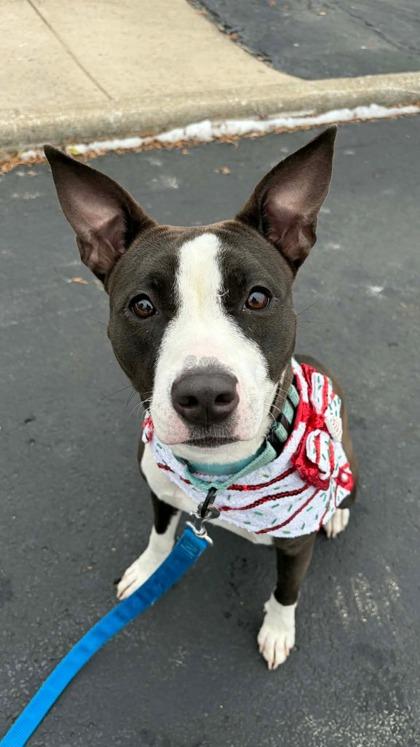 Enlarge Screech, a Adoptable mixed breed in Valley View, OH image 1/3