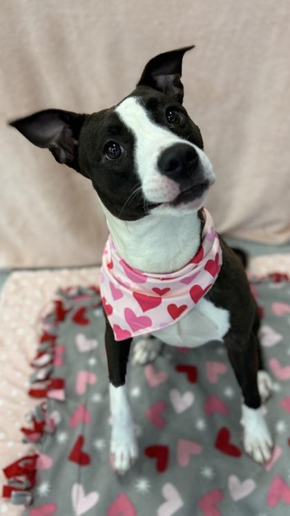 Screech — thumbnail 3