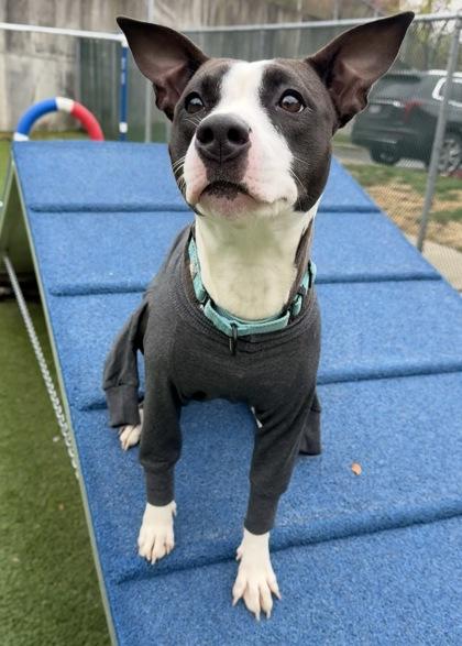 Screech, Adoptable, Adult Female Retriever & Terrier.