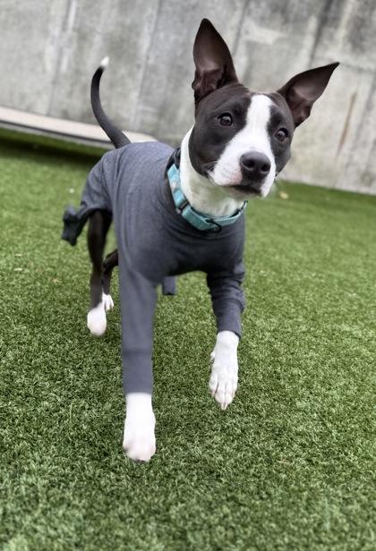 Enlarge Screech, a Adoptable mixed breed in Valley View, OH image 3/3