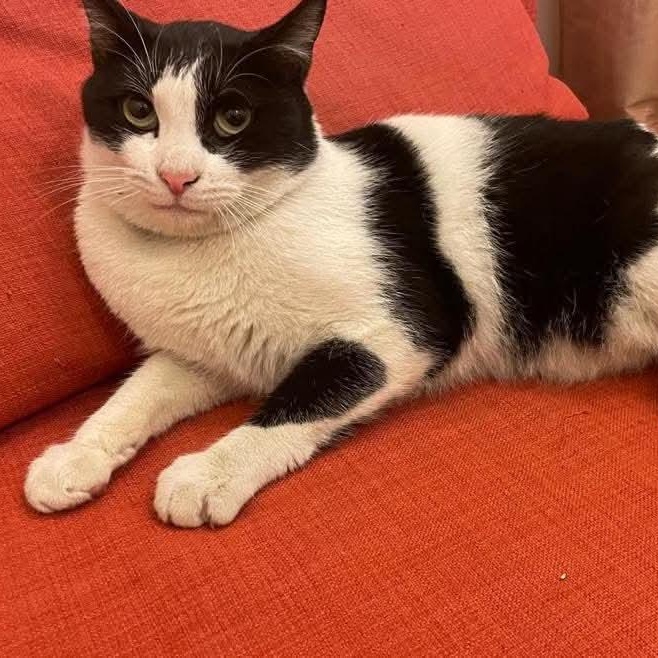 Enlarge Robert, a Adoptable Domestic Short Hair in Waltham, MA image 5/5