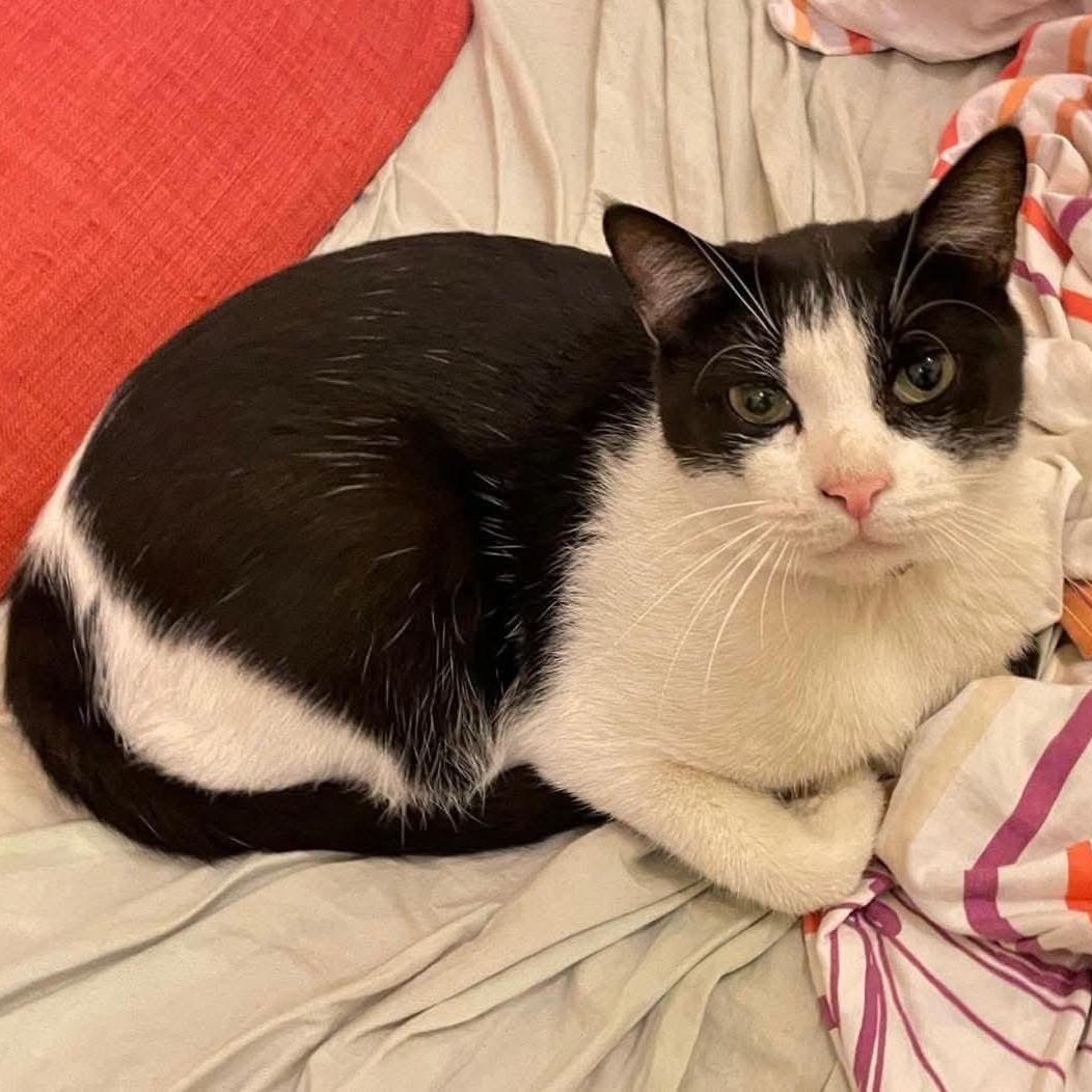 Enlarge Robert, a Adoptable Domestic Short Hair in Waltham, MA image 2/5