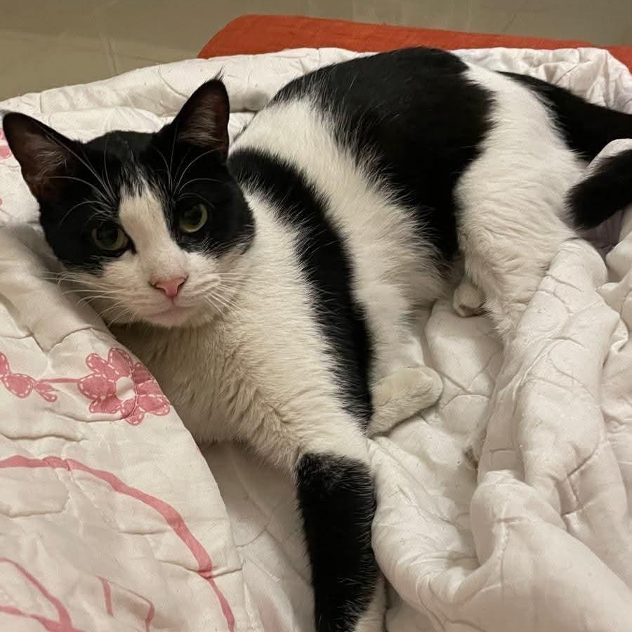 Enlarge Robert, a Adoptable Domestic Short Hair in Waltham, MA image 4/5