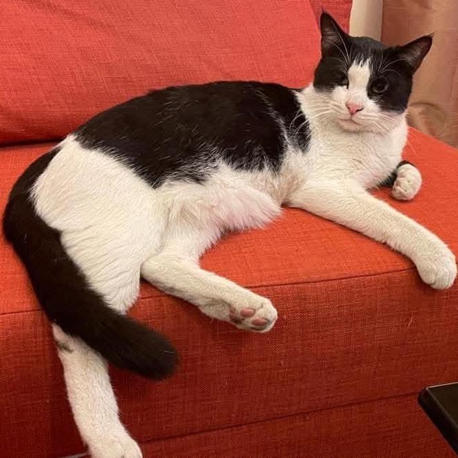 Enlarge Robert, a Adoptable Domestic Short Hair in Waltham, MA image 3/5