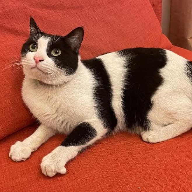 Enlarge Robert, a Adoptable Domestic Short Hair in Waltham, MA image 1/5